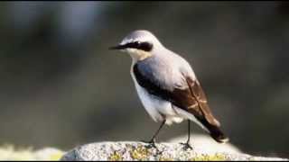 Wheatear Bird call Bird song [upl. by Tekcirk]