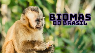 Os Biomas do Brasil [upl. by Yran]