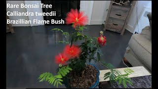 Rare Bonsai Tree  Calliandra Bonsai  Bonsai introduction and care [upl. by Vatsug]