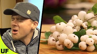 Snowberry Taste Test  Unusual Foods [upl. by Ezeerb]