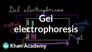 Gel electrophoresis  Chemical processes  MCAT  Khan Academy [upl. by Malchy]