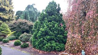 Chamaecyparis obtusa Nana Lutea Dwarf Golden Hinoki Cypress November 12 2020 [upl. by Lovel459]