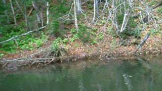 Steelhead on the West River PEI [upl. by Mcclenon]