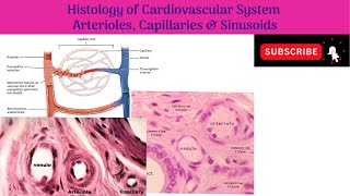 Anatomy mbbs education [upl. by Anirual379]