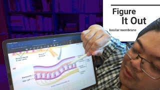 Figure It Out basilar membrane  BIO 259 [upl. by Viddah]