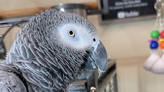 Gizmo the Grey Bird is live [upl. by Dnomal]