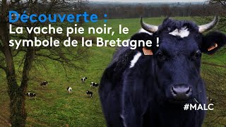 Découverte  la vache pie noir le symbole de la Bretagne [upl. by Ahsrats]