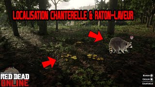 LOCALISATION CHANTERELLE amp RATONLAVEUR  RED DEAD ONLINE [upl. by Mandeville]