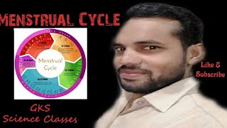 Menstrual cycle [upl. by Shifrah]