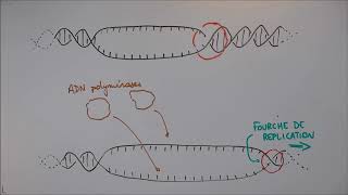 Réplication de lADN  1 Déroulement général [upl. by Marba]