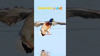 Amazing facts about birds🦩🦜🦉 facts factspause828 amazingfacts factsempire birds trendingshorts [upl. by Willet]