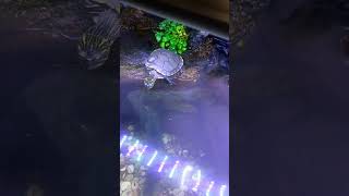 The Best Turtle Tank Setup turtle kurakura paludarium [upl. by Jehovah]