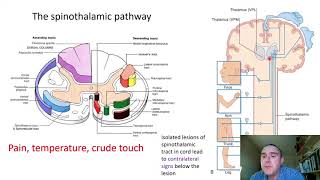 The somatosensory system slide presentation [upl. by Paolina373]