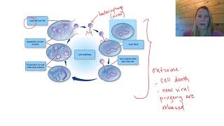 Replication of dsDNA viruses [upl. by Aisenet]