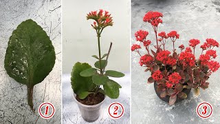 2 ways to propagate kalanchoe from single leaf [upl. by Maltz]