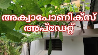 അക്വാപോണിക്‌സ് അപ്ഡേറ്റ്  aquaponics update  അക്വാപോണിക് മലയാളം  aquaponics malayalam [upl. by Caryl]