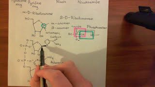 Cholera Toxin and Pertussis Toxin Part 5 [upl. by Nessa760]