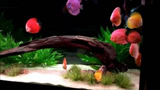 120 Gallon Discus Tank [upl. by Minda]