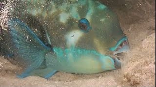 PARROTFISH These fish have a unique sleeping bag  Oceana [upl. by Haleehs]