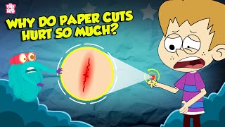 Why Do Paper Cuts Hurt So Much  How Does Your Brain Respond to Pain  The Dr Binocs Show [upl. by Enelak]