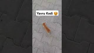 Yavru Kedi 😍 kedi kediler yavrukedi [upl. by Caine]