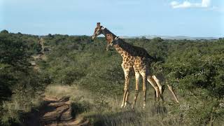 Amakhala Game Reserve  Male Giraffes Lock Necks [upl. by Nirtiac]