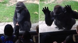 Fed up gorilla gives taunting kids at the zoo a scare they wont soon forget [upl. by Nohcim837]