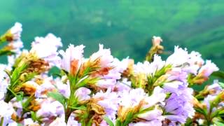 Strobilanthes kunthiana Flowers  Munnar Kerala [upl. by Ainet218]