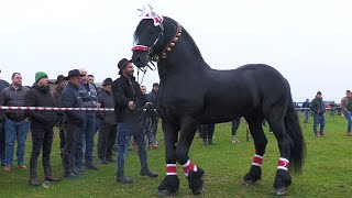 Cel mai frumos Armăsar Eli Spartanu de la Belfir  Bihor 2022 [upl. by Nahtanhoj54]