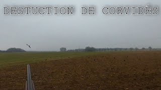 destruction de corvidés 2021 [upl. by Notsew]