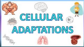 Cellular Adaptation general pathology hypertrophy hyperplasia atrophy metaplasia and dysplasia [upl. by Delora]