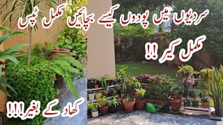 Complete Care of All the Plants in Winter  Sardiyoun mein Podoun ko Kaise Bachae amp Lush Green Banae [upl. by Glory]