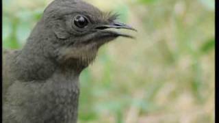 Attenborough the amazing Lyre Bird sings like a chainsaw Now in high quality  BBC Earth [upl. by Durrace]