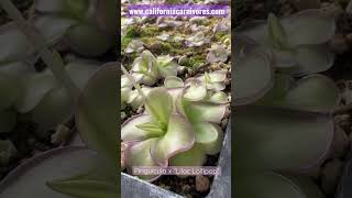 Fungus Gnat Eating Houseplant Pinguicula x “Lilac Lollipop” [upl. by Anirol698]