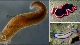 Flatworms Roundworms and Arthropods [upl. by Trebmal974]