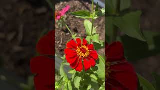 Zinnias are a must have in my little farmish lifestyle zinnias charmfarm [upl. by Nnaid]