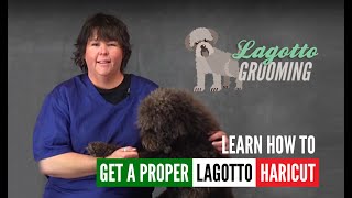 Lagotto Romagnolo Dog Grooming Intro Guide Video Sample [upl. by Socram116]