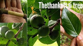 Thethankottai tree  தேற்றான்கொட்டை மரம் Strychnos potatorum kataka Nirmali clearing nut tree [upl. by Cosma]