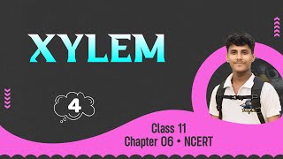 Xylem • Anatomy In Flowering Plant • Class 11 NCERT Explanation [upl. by Farron]