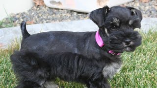 Miniature Schnauzer Puppy  1st Week of Training [upl. by Rodd518]