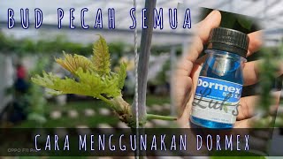 CARA MUDAH MENGGUNAKAN DORMEX  TUNAS PECAH SEMUA [upl. by Tdnaltroc]