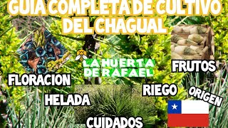 Guía completa de cultivo del Chagual•CuidadosFloraciónfrutos y origen del Chagual4Ta Temporada [upl. by Lathe148]