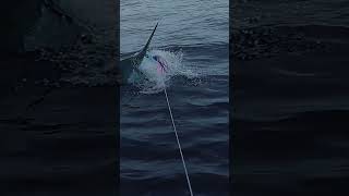 GIANT 800LB BLUE MARLIN  KONA HAWAII waterman241 [upl. by Xylon673]