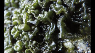 Looking for the jelly lichen named Lathagrium fuscovirens Video [upl. by Acinoev]