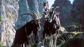 Grisons Striped Goat  History Facts amp Characteristics [upl. by Silvester]