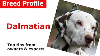 Dalmatian Dog Breed Guide [upl. by Dewey]