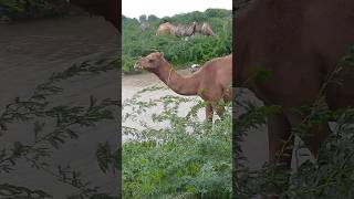 A herd of camels are grazing together inside the forestanimals funny naturellovers comedy [upl. by Champaigne]