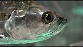 Facts The Atlantic Tarpon [upl. by Arabelle]