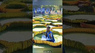 Worlds Biggest Leaf  Victoria Water Lily facts shortsvideo viralvideo trending waterlillies [upl. by Ahsinad]