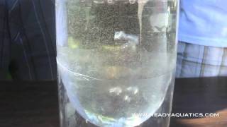 How To Hatch Brine Shrimp wwwReadyAquaticscom [upl. by Aener]